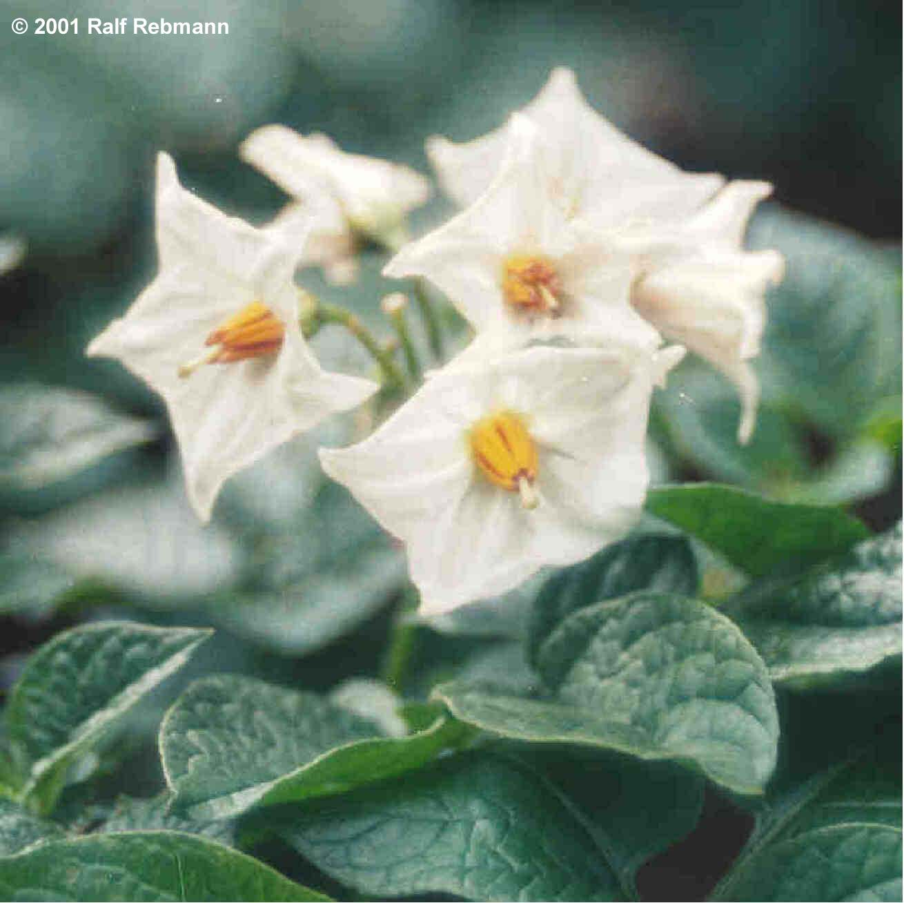 Solanum tuberosum Bild03